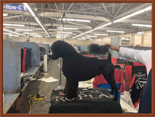 Bernie is Groomed Before the Westminster Show